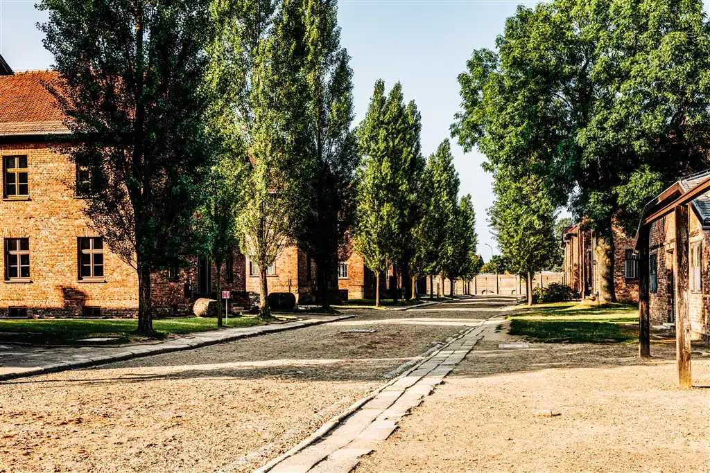 Trees in Auschwitz Auschwitz camp alley